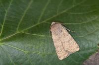 Epipsilia latens