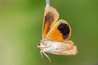 Noctua fimbriata