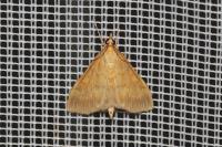Ostrinia nubilalis