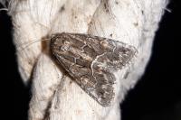 Thalpophila matura