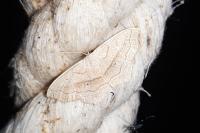 Scopula imitaria