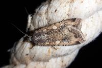Peridroma saucia