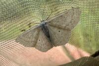 Scopula immutata