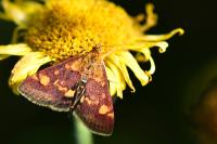 Pyrausta aurata