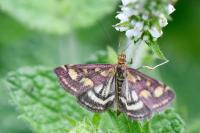 Pyrausta purpuralis