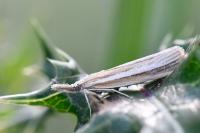 Agriphila tristella