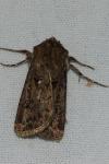 Agrotis bigramma
