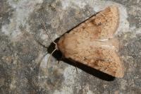 Luperina rubella