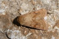 Luperina rubella
