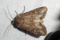 Luperina testacea