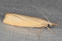 Agriphila inquinatella