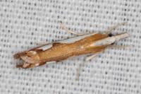 Catoptria mytilella