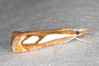 Catoptria mytilella