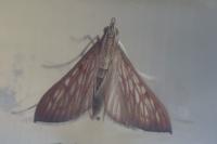 Antigastra catalaunalis