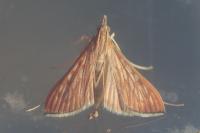Antigastra catalaunalis