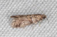 Acrobasis consociella