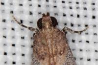 Acrobasis fallouella