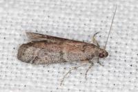 Ephestia woodiella/parasitella/elutella