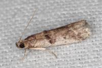 Pseudacrobasis tergestella