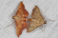 Endotricha flammealis