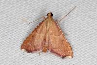 Endotricha flammealis