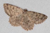Charissa obscurata obscurata