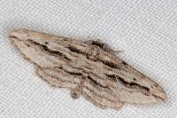 Ecleora solieraria