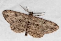 Peribatodes rhomboidaria rhomboidaria