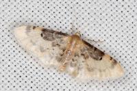 Idaea filicata