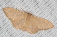Idaea rubraria