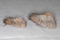 Dendrolimus pini pini