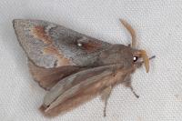 Dendrolimus pini pini