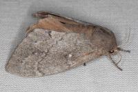 Dendrolimus pini pini