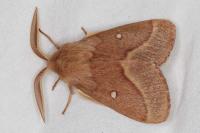 Lasiocampa trifolii trifolii