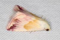 Eublemma purpurina