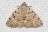 Metachrostis velox
