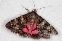 Catocala coniuncta