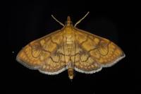 Anania verbascalis