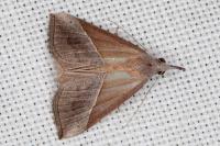 Hypena lividalis