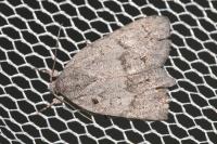 Bryonycta pineti