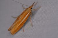 Agriphila selasella/tristella