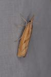 Agriphila geniculea/inquinatella