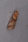Acrobasis tumidana