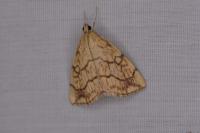 Evergestis pallidata