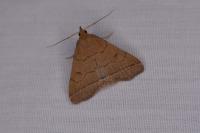 Herminia tarsipennalis