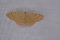 Idaea straminata