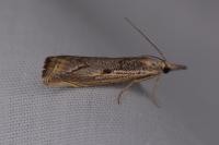Agriphila geniculea