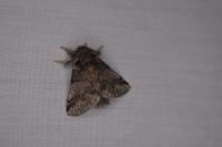 Thaumetopoea processionea