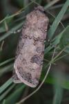 Agrotis segetum
