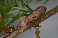 Agrotis ipsilon